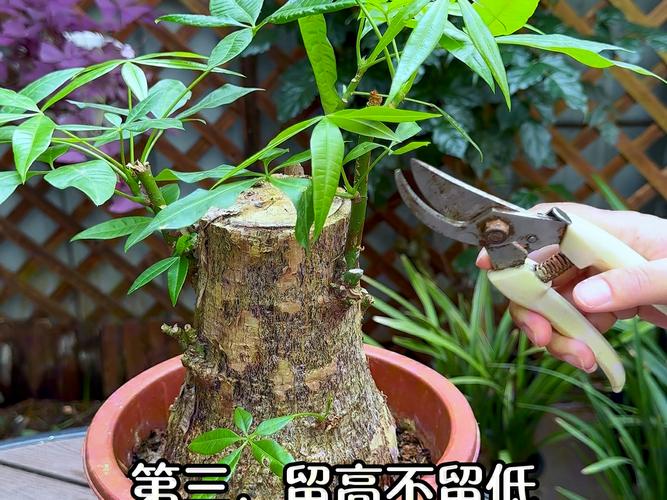 小发财树的修剪方法？小发财树的修剪方法图60？-第2张图片-优品飞百科