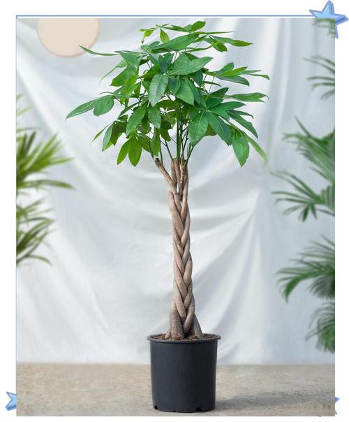 小发财树的修剪方法？小发财树的修剪方法图60？-第3张图片-优品飞百科