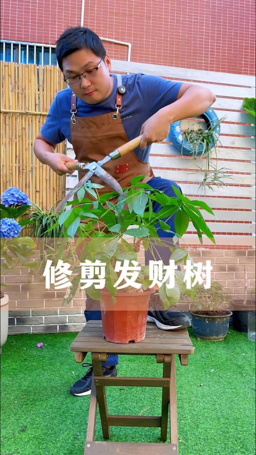 小发财树的修剪方法？小发财树的修剪方法图60？-第4张图片-优品飞百科