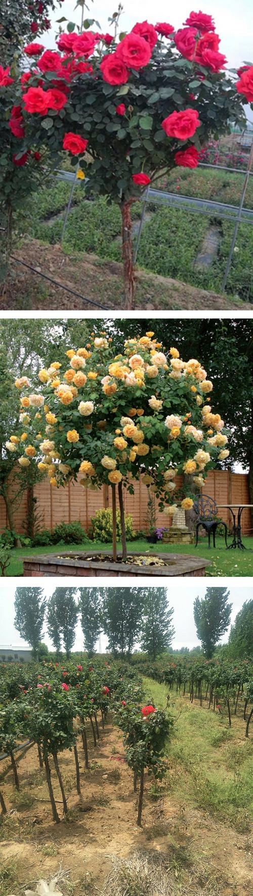 月季能嫁接在什么树上，月季花可以嫁接在什么砧木上?？