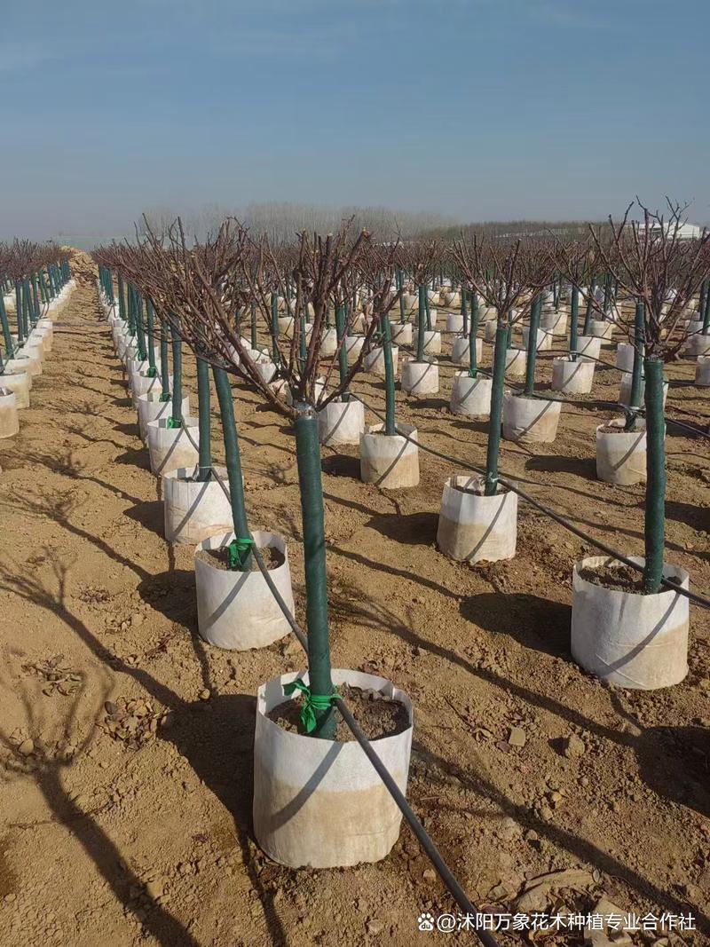 月季能嫁接在什么树上,月季花可以嫁接在什么砧木上??-第2张图片-优品飞百科 月季能嫁接在什么树上,月季花可以嫁接在什么砧木上??-第2张图片-优品飞百科