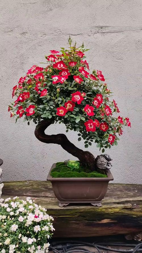 月季能嫁接在什么树上,月季花可以嫁接在什么砧木上??-第3张图片-优品飞百科 月季能嫁接在什么树上,月季花可以嫁接在什么砧木上??-第3张图片-优品飞百科