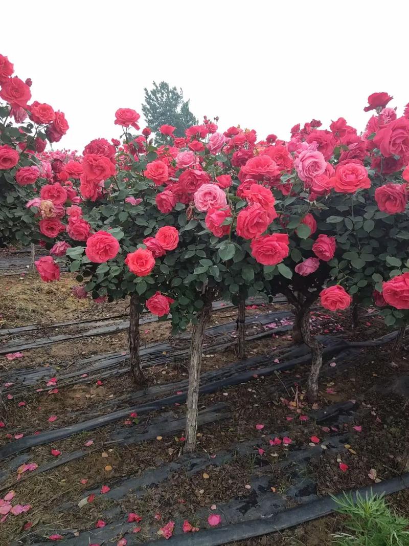 月季能嫁接在什么树上,月季花可以嫁接在什么砧木上??-第5张图片-优品飞百科 月季能嫁接在什么树上,月季花可以嫁接在什么砧木上??-第5张图片-优品飞百科