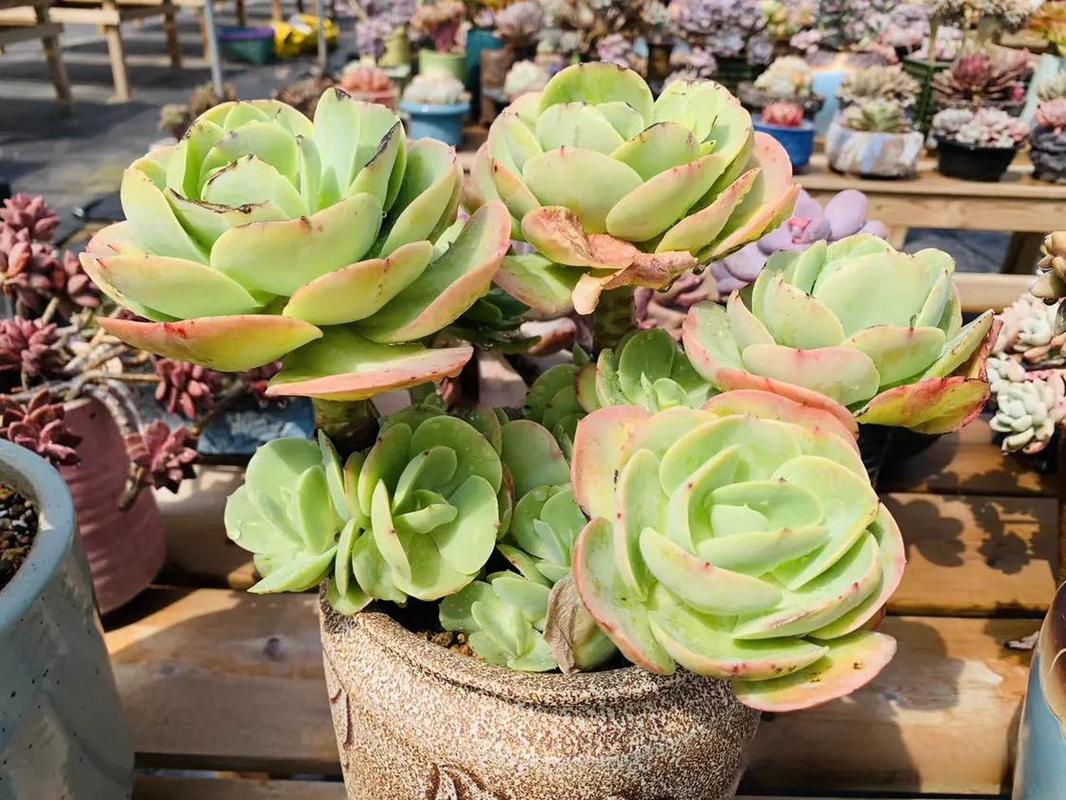 多肉碧桃怎样砍头，多肉碧桃怎么修剪？