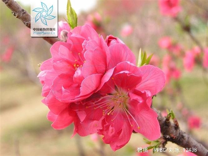 多肉碧桃怎样砍头，多肉碧桃怎么修剪？-第2张图片-优品飞百科