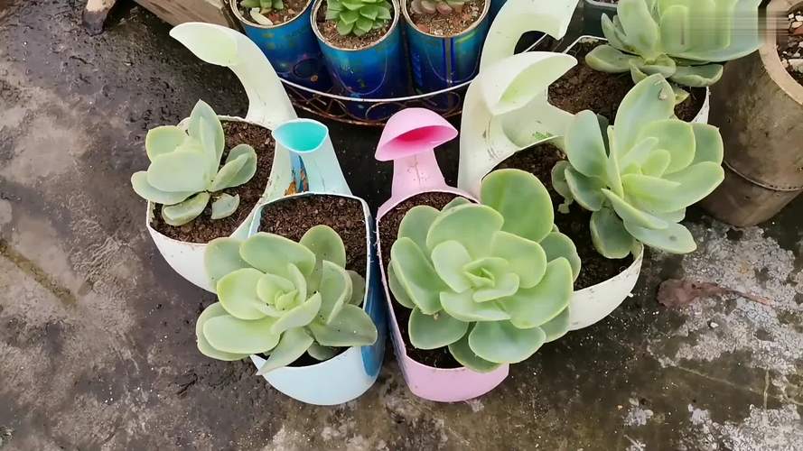 多肉碧桃怎样砍头，多肉碧桃怎么修剪？-第3张图片-优品飞百科