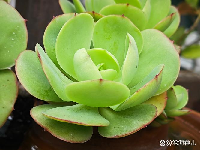 多肉碧桃怎样砍头，多肉碧桃怎么修剪？-第4张图片-优品飞百科