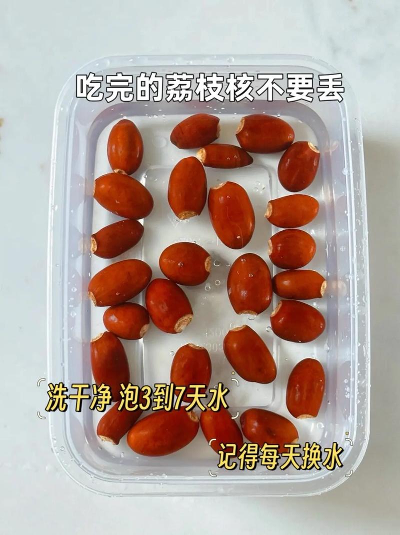 荔枝吃完核别丢,荔枝的核吃了会怎样-第4张图片-优品飞百科 荔枝吃完核别丢,荔枝的核吃了会怎样-第4张图片-优品飞百科