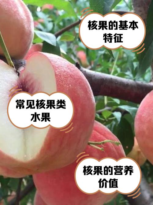 荔枝吃完核别丢,荔枝的核吃了会怎样-第8张图片-优品飞百科 荔枝吃完核别丢,荔枝的核吃了会怎样-第8张图片-优品飞百科