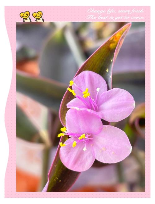 紫竹梅冬天怎样修剪，紫竹梅冬季怎样管理