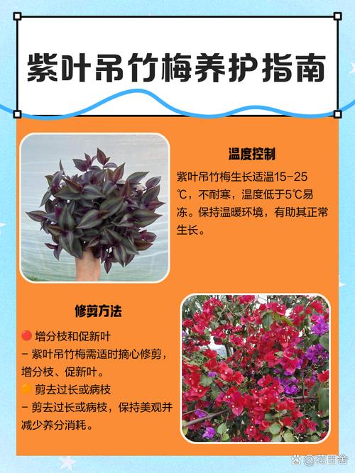 紫竹梅冬天怎样修剪，紫竹梅冬季怎样管理-第2张图片-优品飞百科