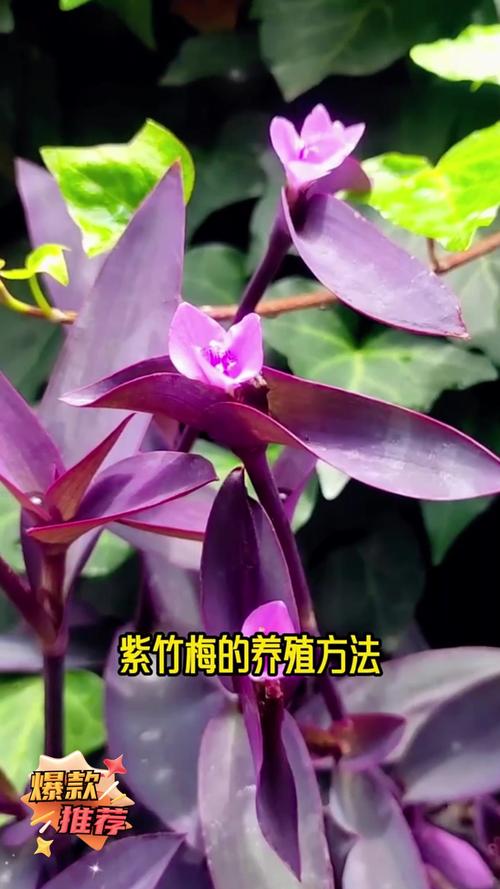 紫竹梅冬天怎样修剪，紫竹梅冬季怎样管理-第3张图片-优品飞百科