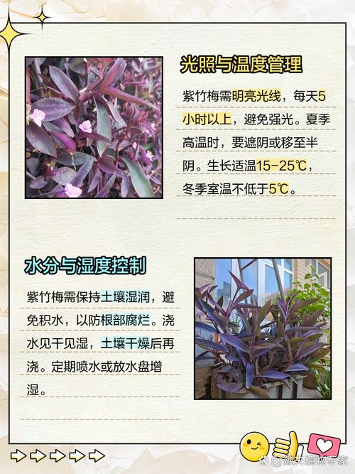 紫竹梅冬天怎样修剪，紫竹梅冬季怎样管理-第4张图片-优品飞百科