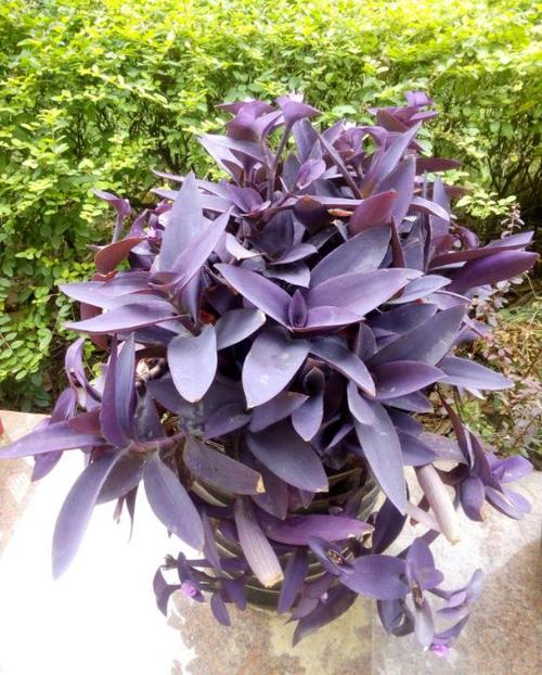 紫竹梅冬天怎样修剪，紫竹梅冬季怎样管理-第5张图片-优品飞百科