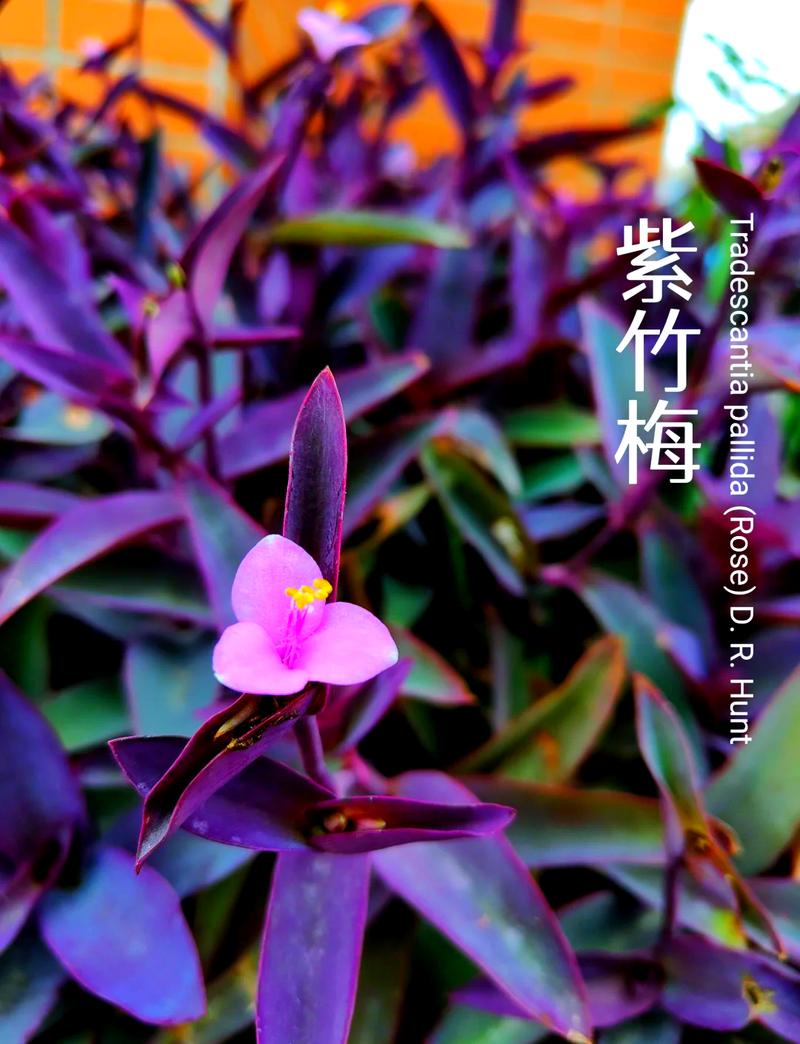 紫竹梅冬天怎样修剪，紫竹梅冬季怎样管理-第6张图片-优品飞百科