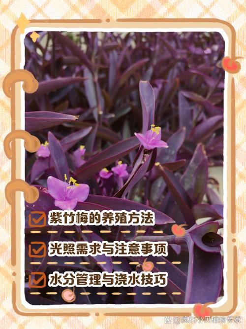 紫竹梅冬天怎样修剪，紫竹梅冬季怎样管理-第7张图片-优品飞百科