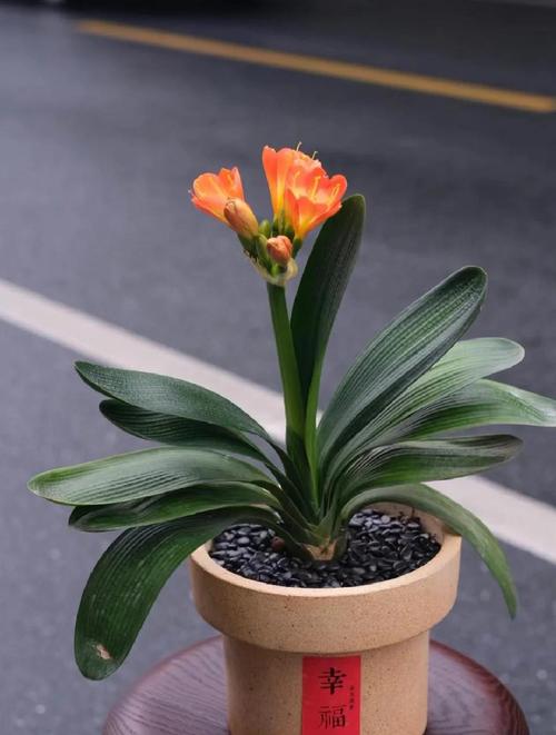 君子兰长得旺，君子兰长的很旺却不开花是什么原因？