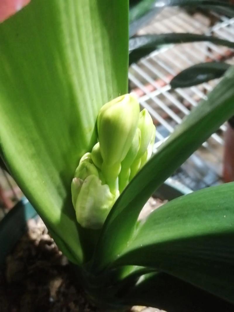 君子兰长得旺，君子兰长的很旺却不开花是什么原因？-第2张图片-优品飞百科