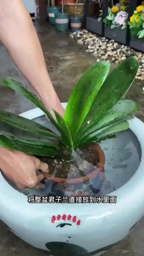 君子兰长得旺，君子兰长的很旺却不开花是什么原因？-第5张图片-优品飞百科