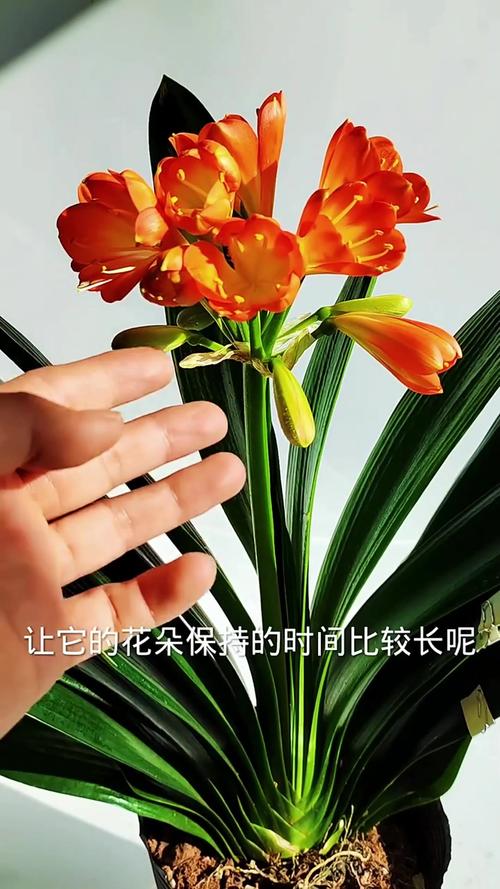 君子兰长得旺，君子兰长的很旺却不开花是什么原因？-第7张图片-优品飞百科