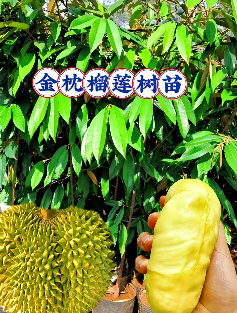 榴莲生长在什么地方?榴莲生长在什么地方??-第2张图片-优品飞百科 榴莲生长在什么地方?榴莲生长在什么地方??-第2张图片-优品飞百科