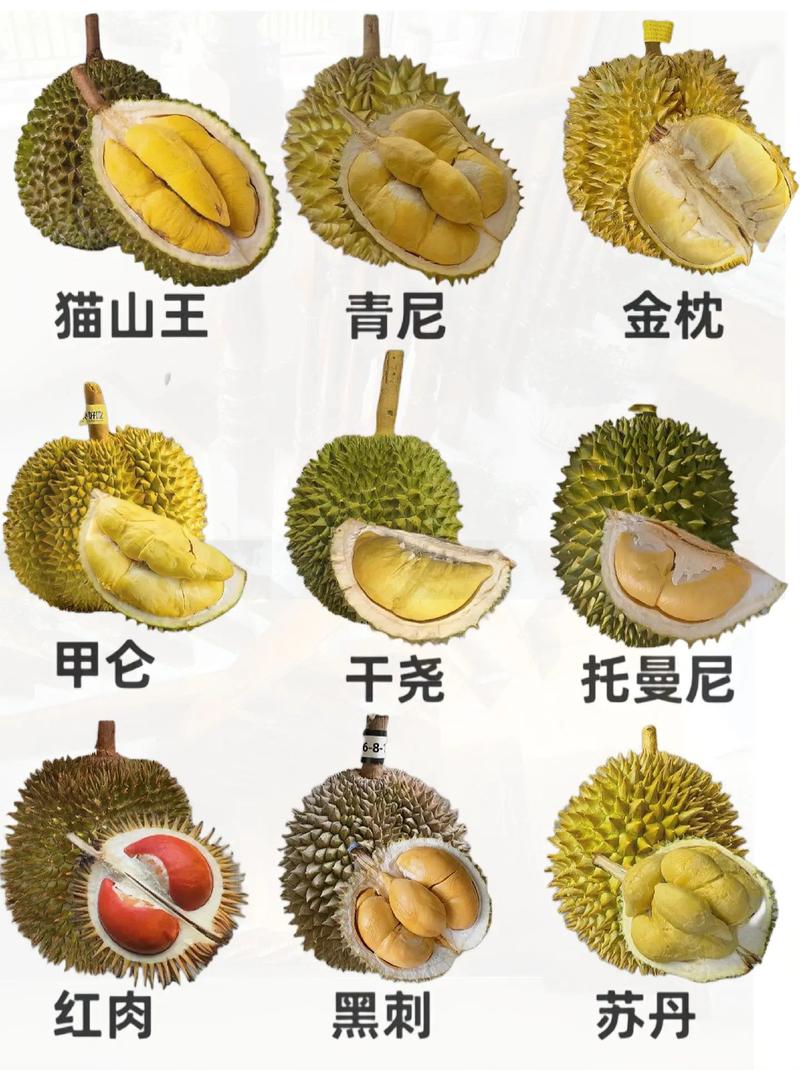 榴莲生长在什么地方?榴莲生长在什么地方??-第3张图片-优品飞百科 榴莲生长在什么地方?榴莲生长在什么地方??-第3张图片-优品飞百科