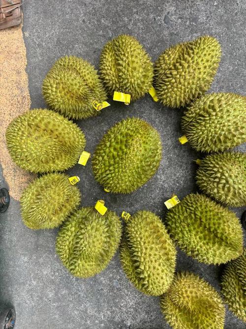 榴莲生长在什么地方?榴莲生长在什么地方??-第4张图片-优品飞百科 榴莲生长在什么地方?榴莲生长在什么地方??-第4张图片-优品飞百科