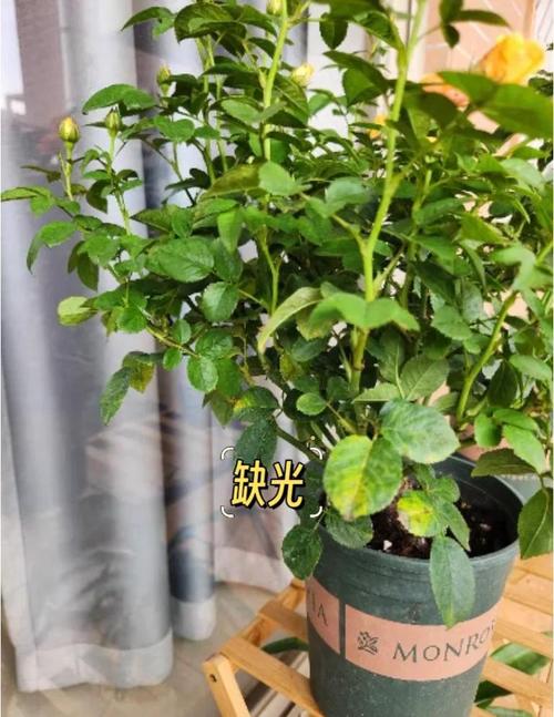 月季开1次就停，月季花只开一次-第3张图片-优品飞百科