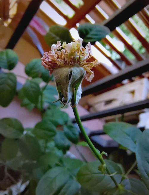 月季开1次就停，月季花只开一次-第4张图片-优品飞百科