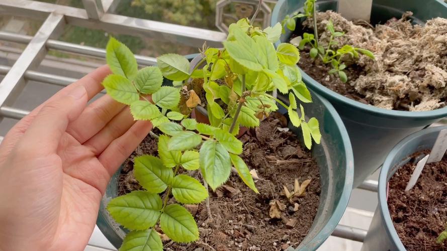 月季开1次就停，月季花只开一次-第5张图片-优品飞百科