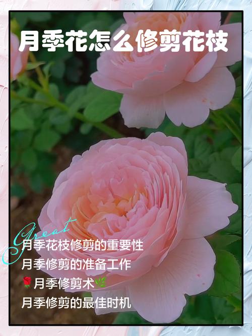 月季开1次就停，月季花只开一次-第6张图片-优品飞百科