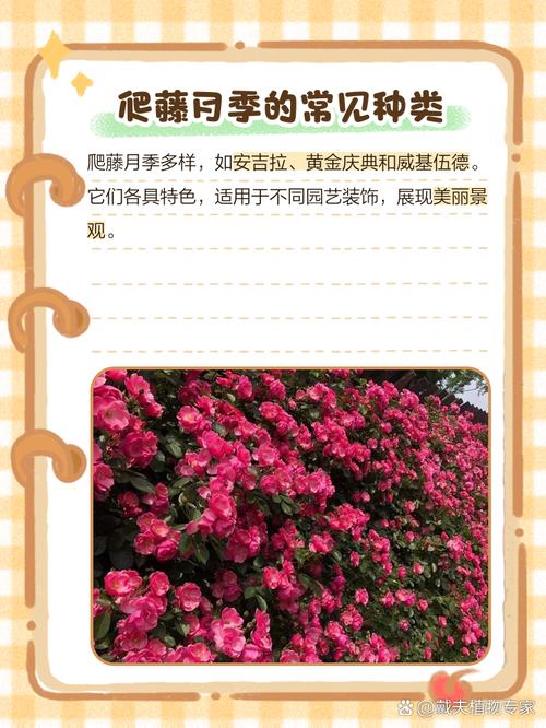 月季开1次就停，月季花只开一次-第7张图片-优品飞百科