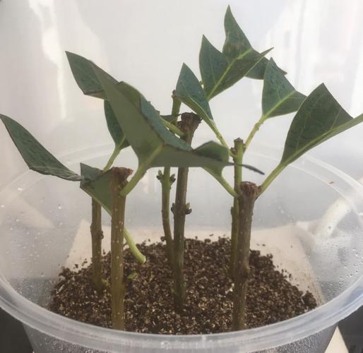 桂花怎样育苗，桂花播种育苗？-第2张图片-优品飞百科