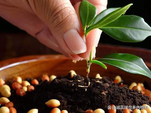 桂花怎样育苗，桂花播种育苗？-第3张图片-优品飞百科