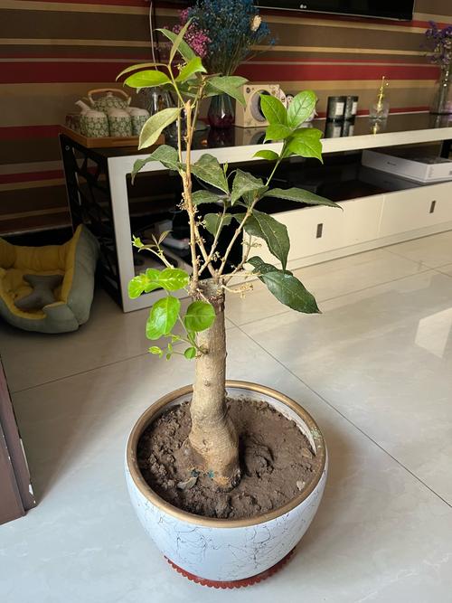 桂花怎样育苗，桂花播种育苗？-第4张图片-优品飞百科