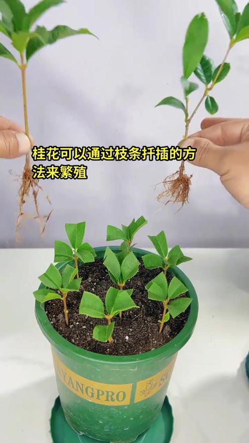 桂花怎样育苗，桂花播种育苗？-第5张图片-优品飞百科