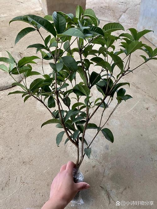 桂花怎样育苗，桂花播种育苗？-第6张图片-优品飞百科