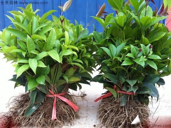 桂花怎样育苗，桂花播种育苗？-第7张图片-优品飞百科