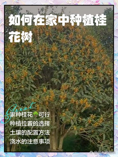 桂花怎样育苗，桂花播种育苗？-第8张图片-优品飞百科