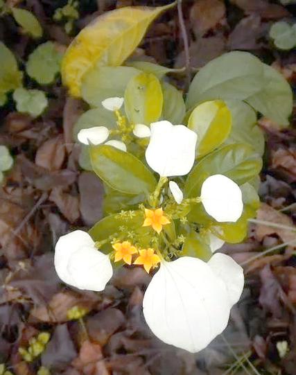 玉叶金花种子怎么种？玉叶金花?？