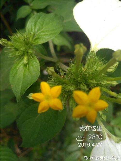 玉叶金花种子怎么种？玉叶金花?？-第2张图片-优品飞百科