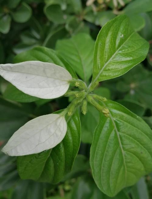 玉叶金花种子怎么种？玉叶金花?？-第3张图片-优品飞百科