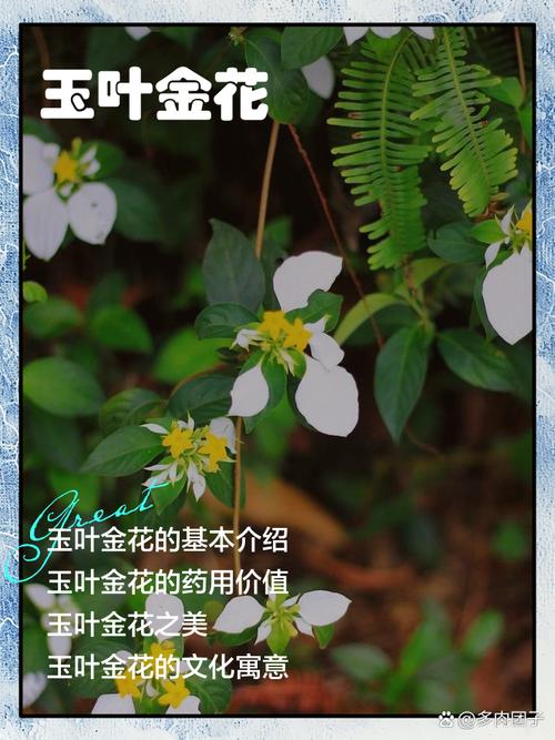 玉叶金花种子怎么种？玉叶金花?？-第4张图片-优品飞百科