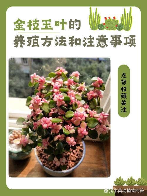 玉叶金花种子怎么种？玉叶金花?？-第5张图片-优品飞百科