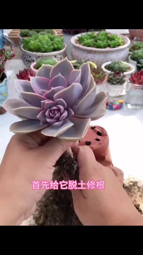 裸根多肉怎么上盆,裸根多肉怎么上盆的?-第2张图片-优品飞百科 裸根多肉怎么上盆,裸根多肉怎么上盆的?-第2张图片-优品飞百科