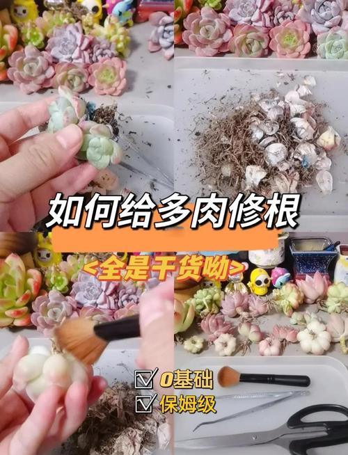 裸根多肉怎么上盆,裸根多肉怎么上盆的?-第3张图片-优品飞百科 裸根多肉怎么上盆,裸根多肉怎么上盆的?-第3张图片-优品飞百科