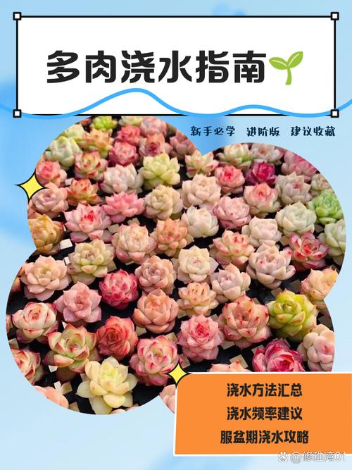 裸根多肉怎么上盆,裸根多肉怎么上盆的?-第4张图片-优品飞百科 裸根多肉怎么上盆,裸根多肉怎么上盆的?-第4张图片-优品飞百科