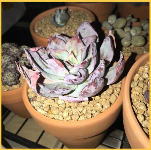 裸根多肉怎么上盆,裸根多肉怎么上盆的?-第5张图片-优品飞百科 裸根多肉怎么上盆,裸根多肉怎么上盆的?-第5张图片-优品飞百科