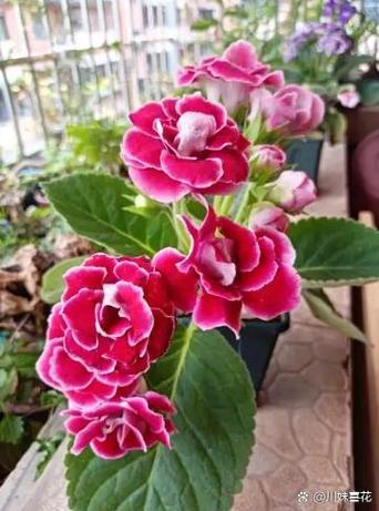 大岩桐开花前的养护，大岩桐开花前的养护方法