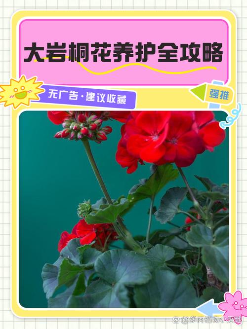 大岩桐开花前的养护，大岩桐开花前的养护方法-第4张图片-优品飞百科